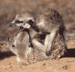 meerkats at play