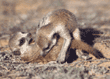 baby meerkats playing