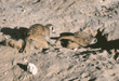 meerkats foraging
