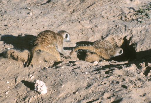 adult meerkats digging
