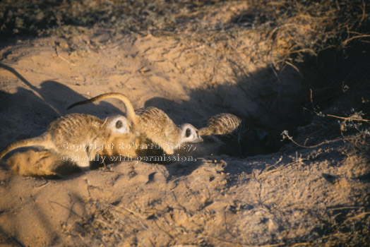 meerkats digging