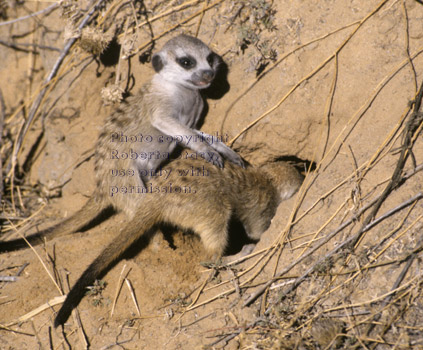 meerkat babies digging into burrow