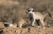 baby meerkats digging