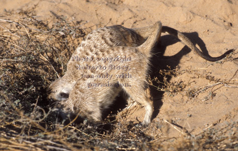 two meerkats digging