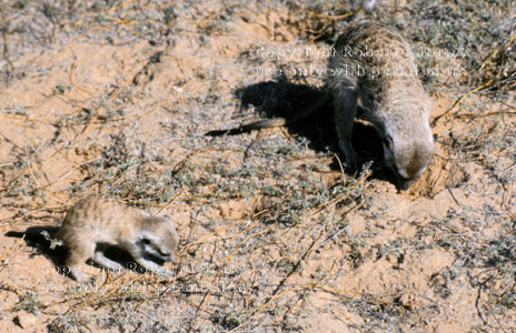 meerkats looking for food