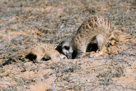 meerkat baby & adult foraging