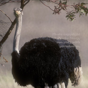 ostrich