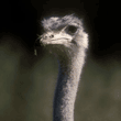 ostrich