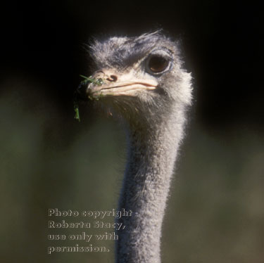 ostrich