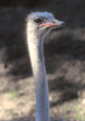 ostrich