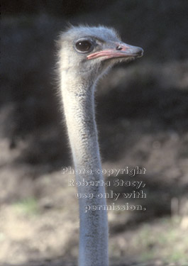 ostrich