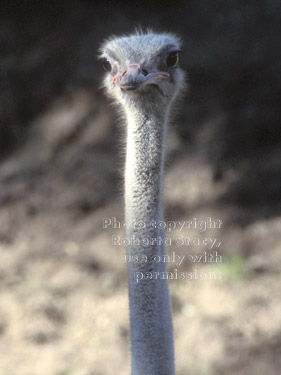 ostrich