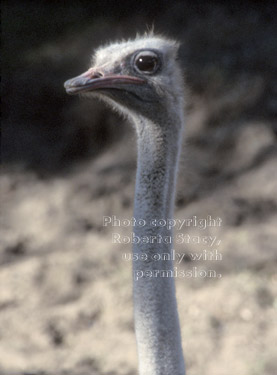 ostrich