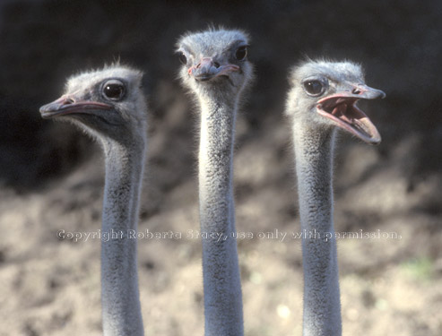 ostriches