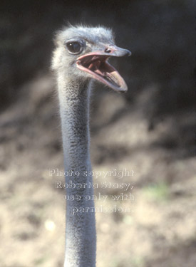 ostrich