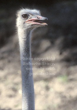 ostrich