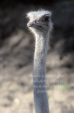 ostrich