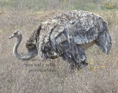 ostrich, female Tanzania (East Africa)