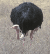 ostrich, male Tanzania (East Africa)