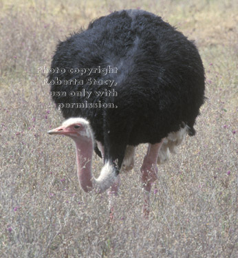 ostrich, male Tanzania (East Africa)