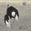 ostrich, male Tanzania (East Africa)