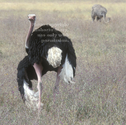 ostrich, male Tanzania (East Africa)