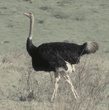 ostrich Tanzania (East Africa)