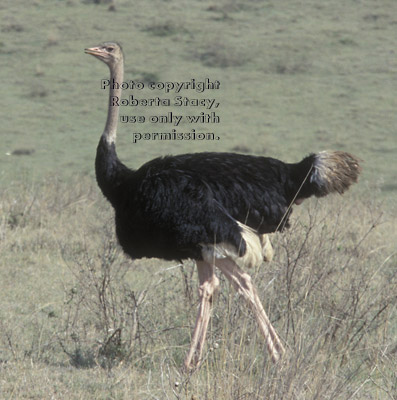 ostrich Tanzania (East Africa)