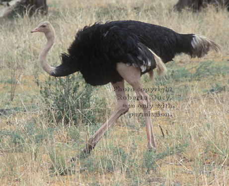 ostrich Tanzania (East Africa)