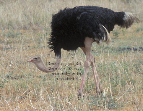 ostrich Tanzania (East Africa)