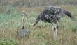ostriches Tanzania (East Africa)