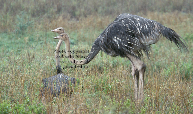 ostriches Tanzania (East Africa)