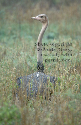 ostrich Tanzania (East Africa)