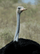 ostrich, adult male