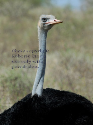 ostrich, adult male