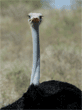 adult male ostrich
