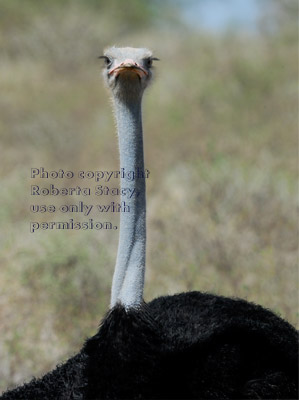 adult male ostrich