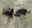 two female ostriches
