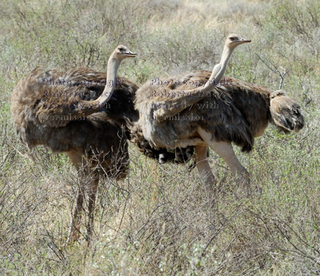 two female ostriches