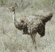 adult female ostrich