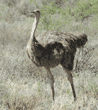ostrich, female