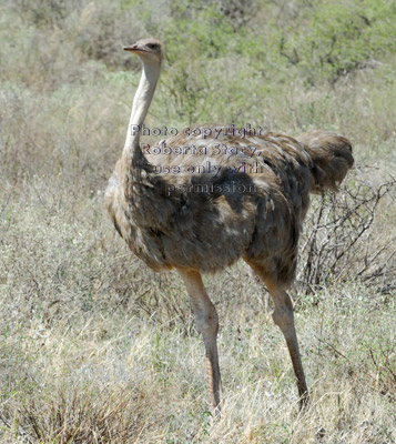 ostrich, female