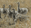 ostrich chicks