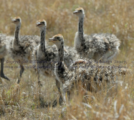 ostrich chicks