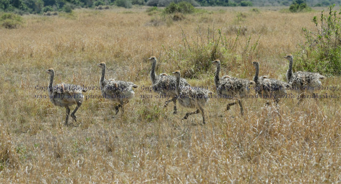 ostrich babies