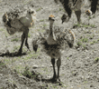 young ostriches
