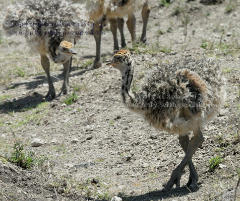 two baby ostriches