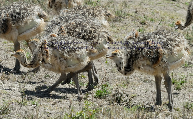 ostrich chicks