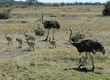 ostrich family