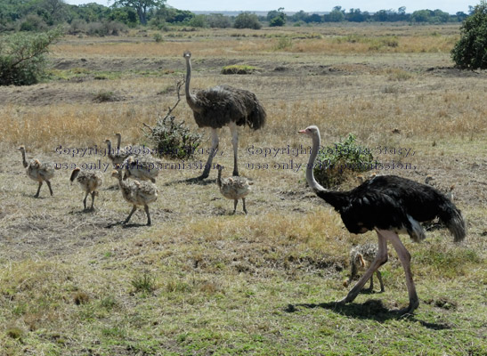 ostrich family